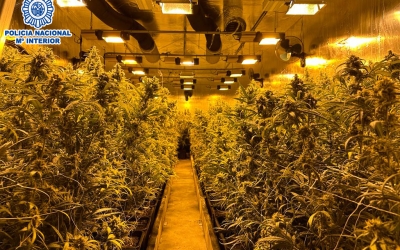 Imatge d'una de les plantacions desmantellades/ Policia Nacional